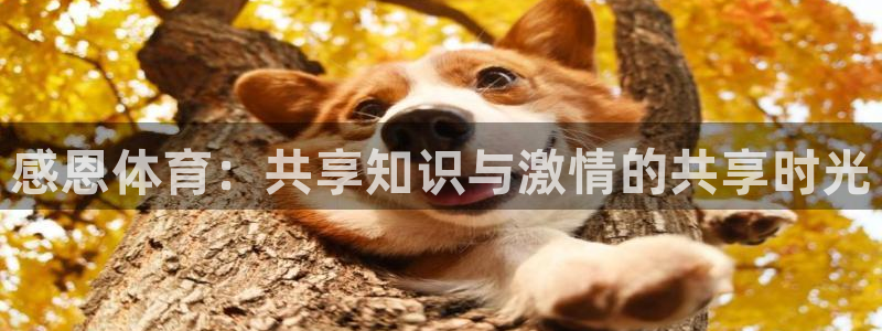 919nba直播看球观看：感恩体育：共享知识与激情的共享时光